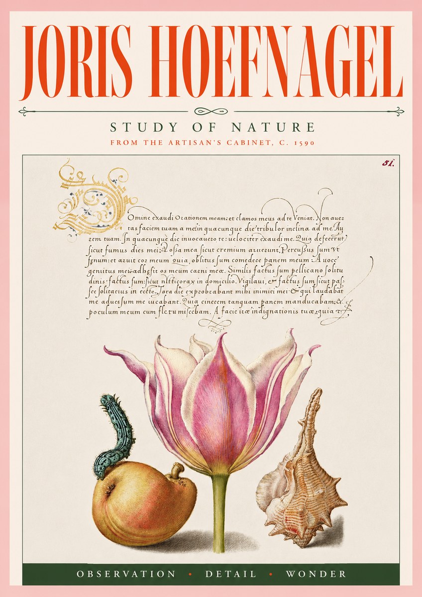 Joris Hoefnagel Tulip, Peach, Caterpillar & Seashell No5 - Juliste