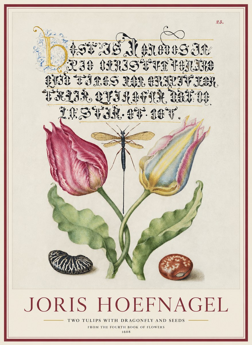 Joris Hoefnagel Two Tulips with Dragonfly and Seeds No1 - Juliste