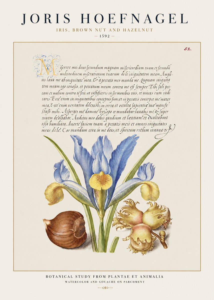 Joris Hoefnagel Iris, Brown Nut and Hazelnut No1 - Juliste