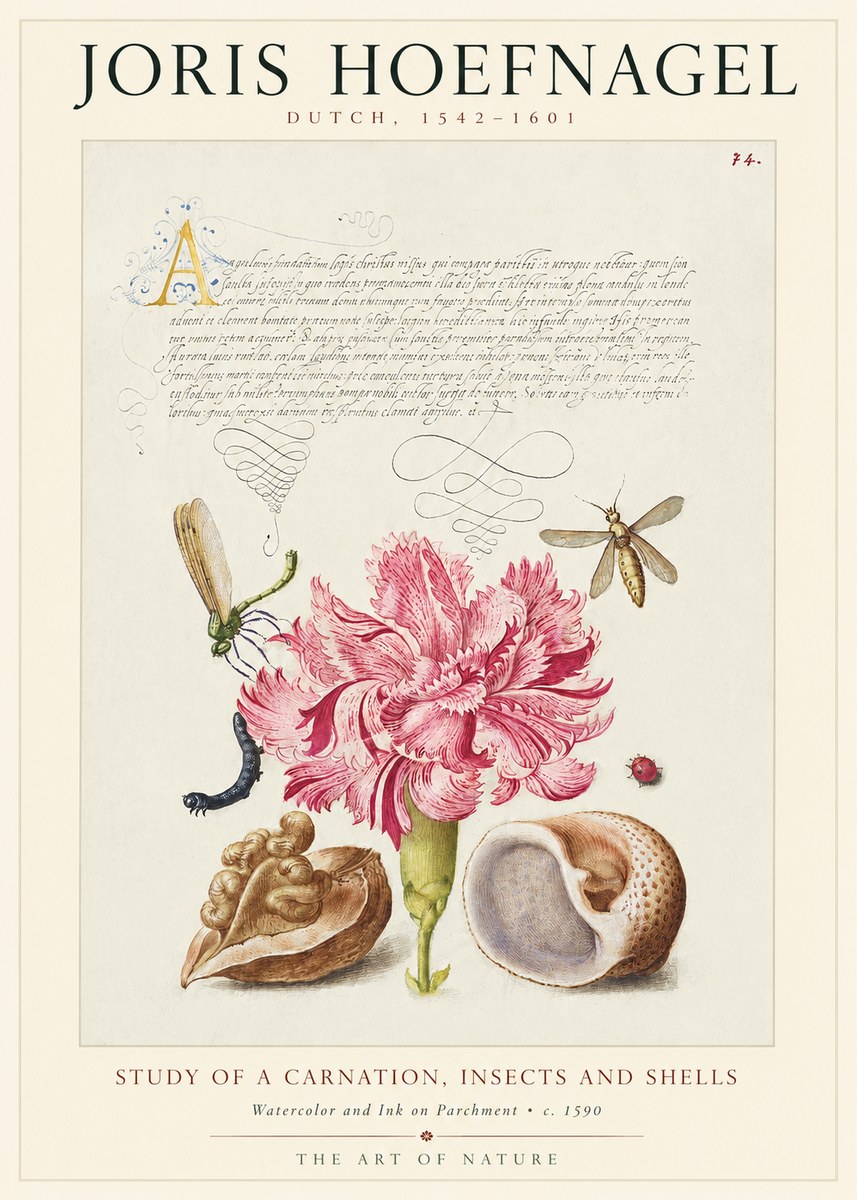Joris Hoefnagel Study of a Carnation, Insects and Shells No1 - Juliste