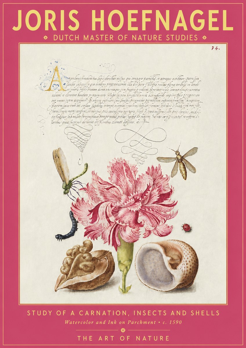 Joris Hoefnagel Study of a Carnation, Insects and Shells No2 - Juliste
