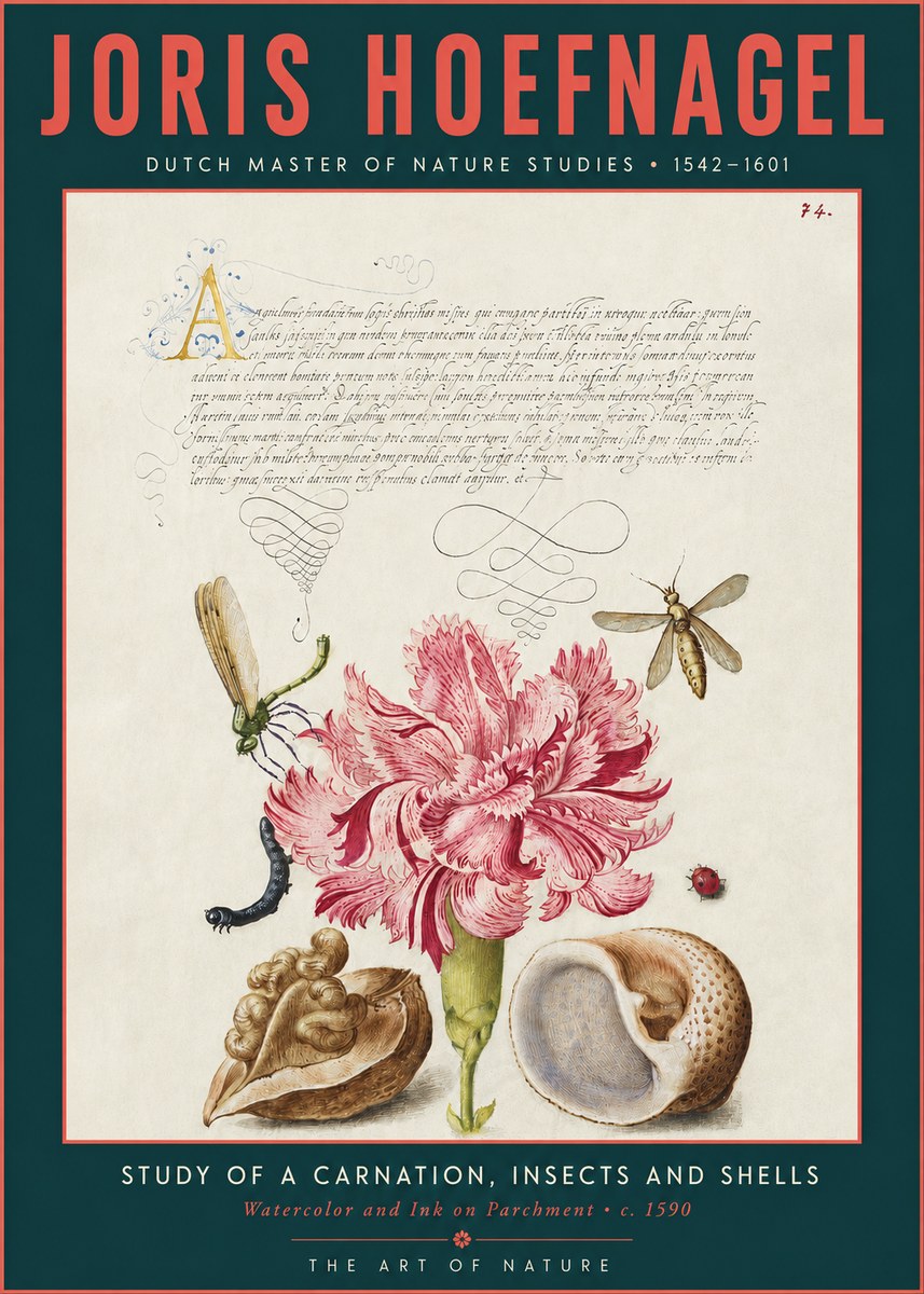 Joris Hoefnagel Study of a Carnation, Insects and Shells No3 - Juliste
