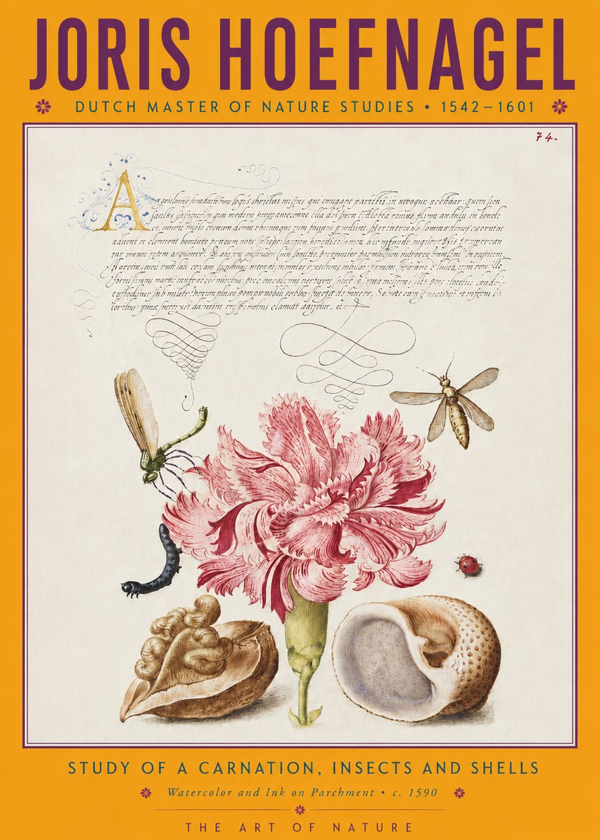 Joris Hoefnagel Study of a Carnation, Insects and Shells No4 - Juliste