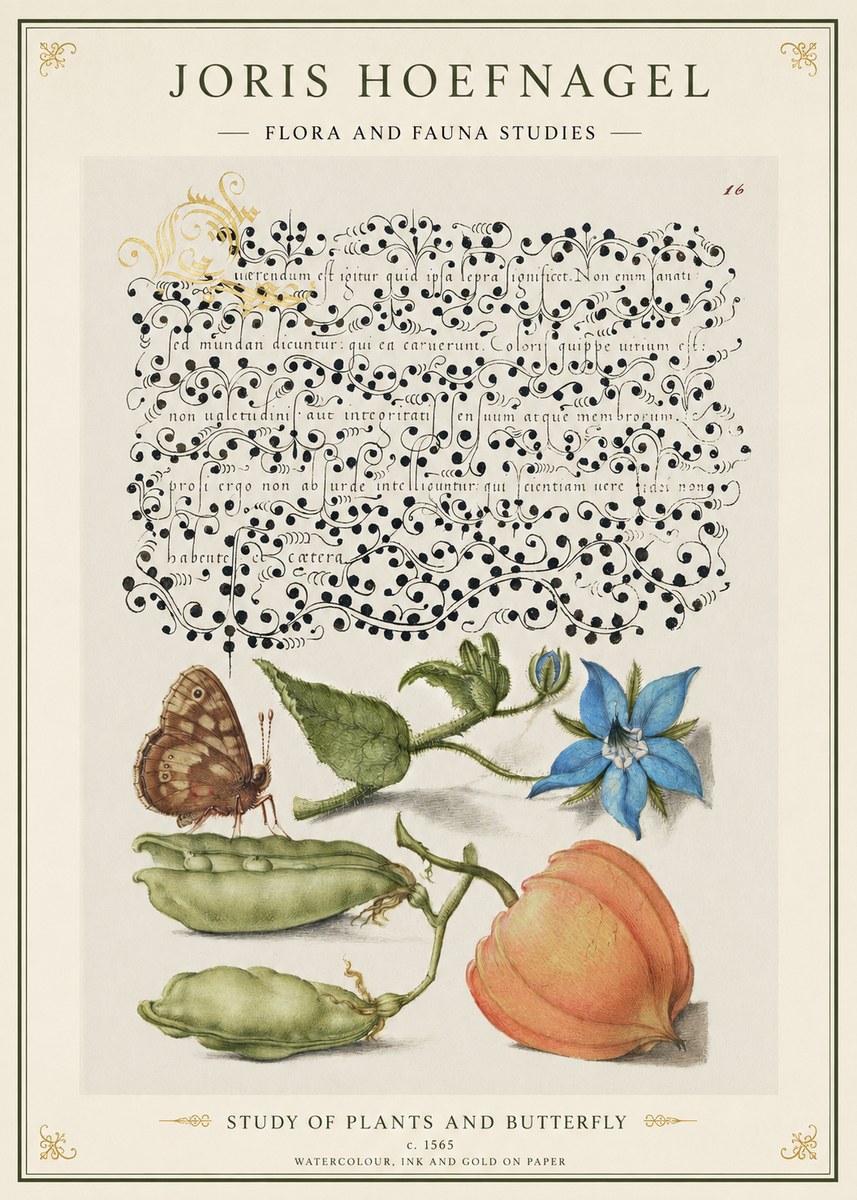 Joris Hoefnagel Study of Plants and Butterfly No1 - Juliste