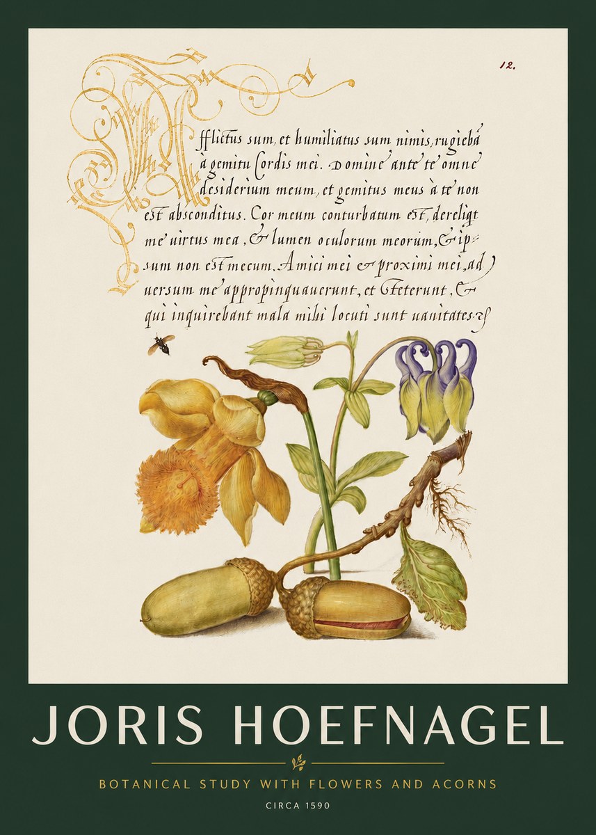 Joris Hoefnagel Illuminated Manuscript with Flowers and Acorns No3 - Juliste
