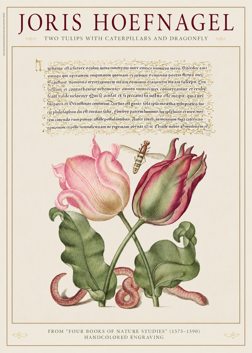Joris Hoefnagel Two Tulips with Caterpillars and Dragonfly No1 - Juliste