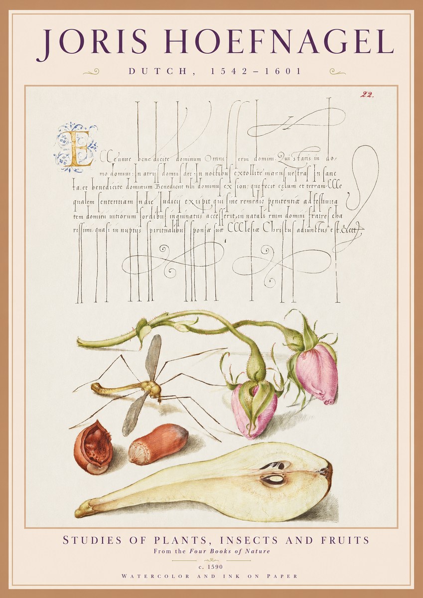 Joris Hoefnagel Studies of Plants, Insects and Fruits No1 - Juliste