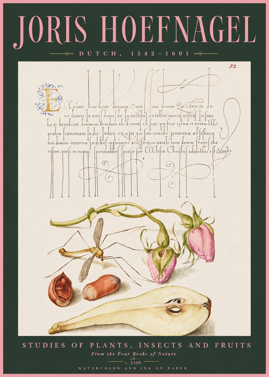 Joris Hoefnagel Studies of Plants, Insects and Fruits No2 - Juliste