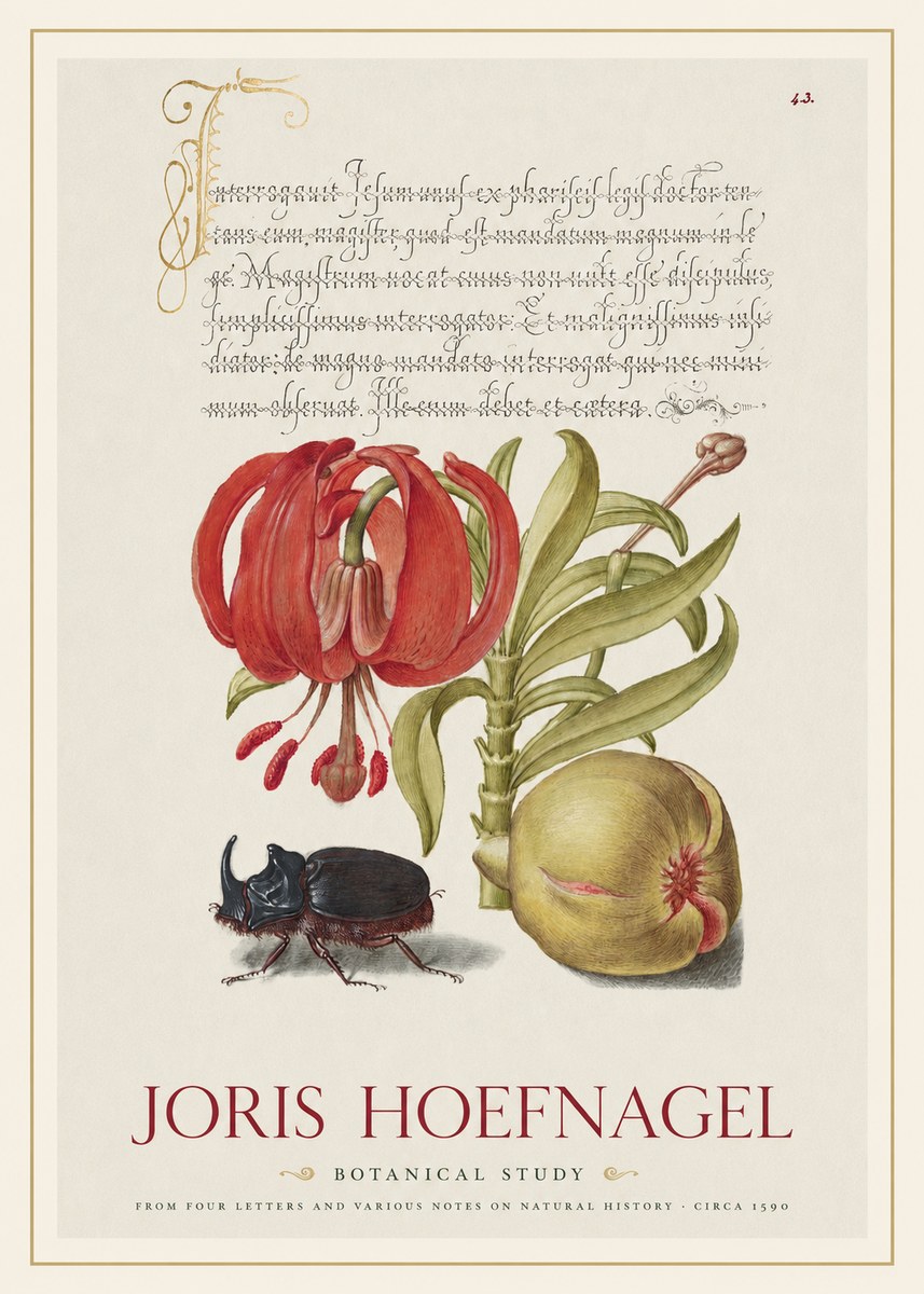 Joris Hoefnagel Botanical Study II No1 - Juliste