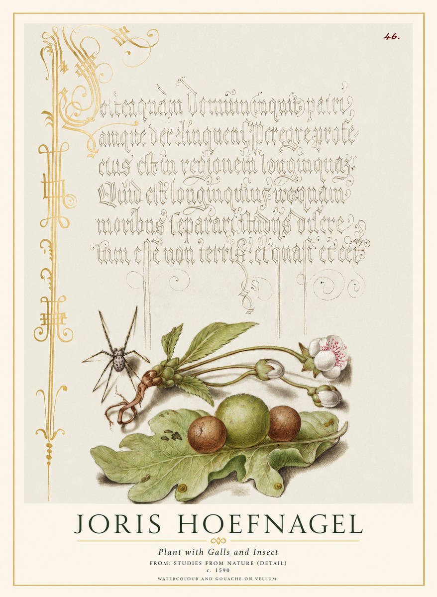 Joris Hoefnagel Plant with Galls and Insect No1 - Juliste