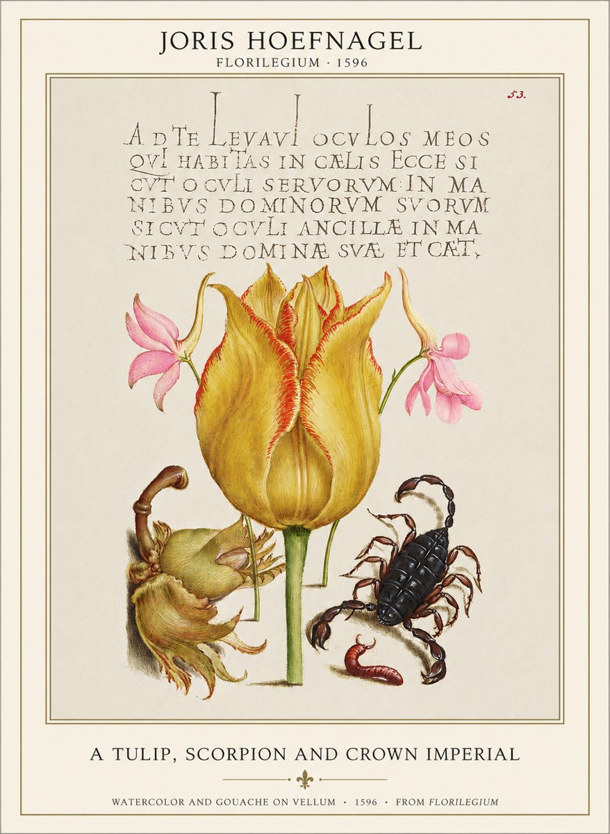 Joris Hoefnagel A Tulip, Scorpion and Crown Imperial No1 - Juliste