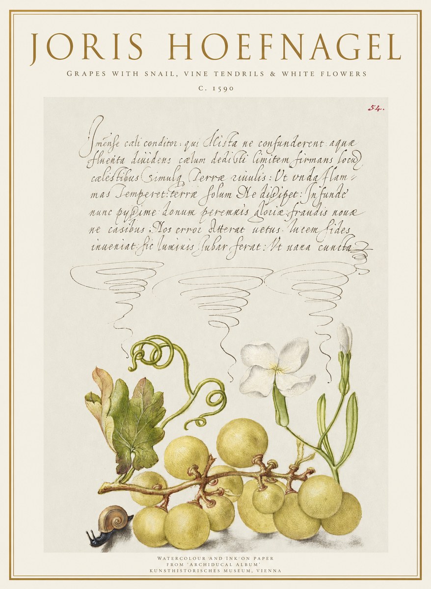 Joris Hoefnagel Grapes with Snail, Vine Tendrils & White Flowers No1 - Juliste