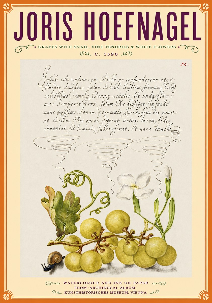 Joris Hoefnagel Grapes with Snail, Vine Tendrils & White Flowers No6 - Juliste
