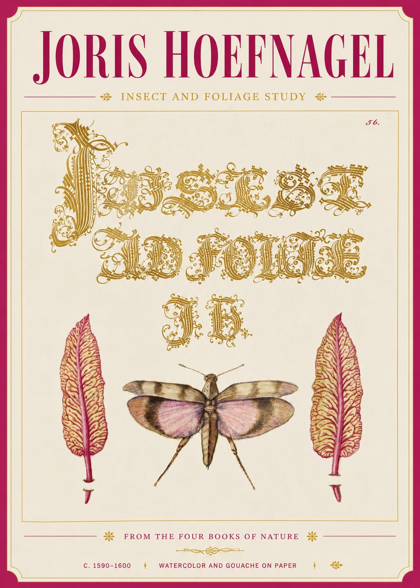 Joris Hoefnagel Insect and Foliage Study No6 - Juliste