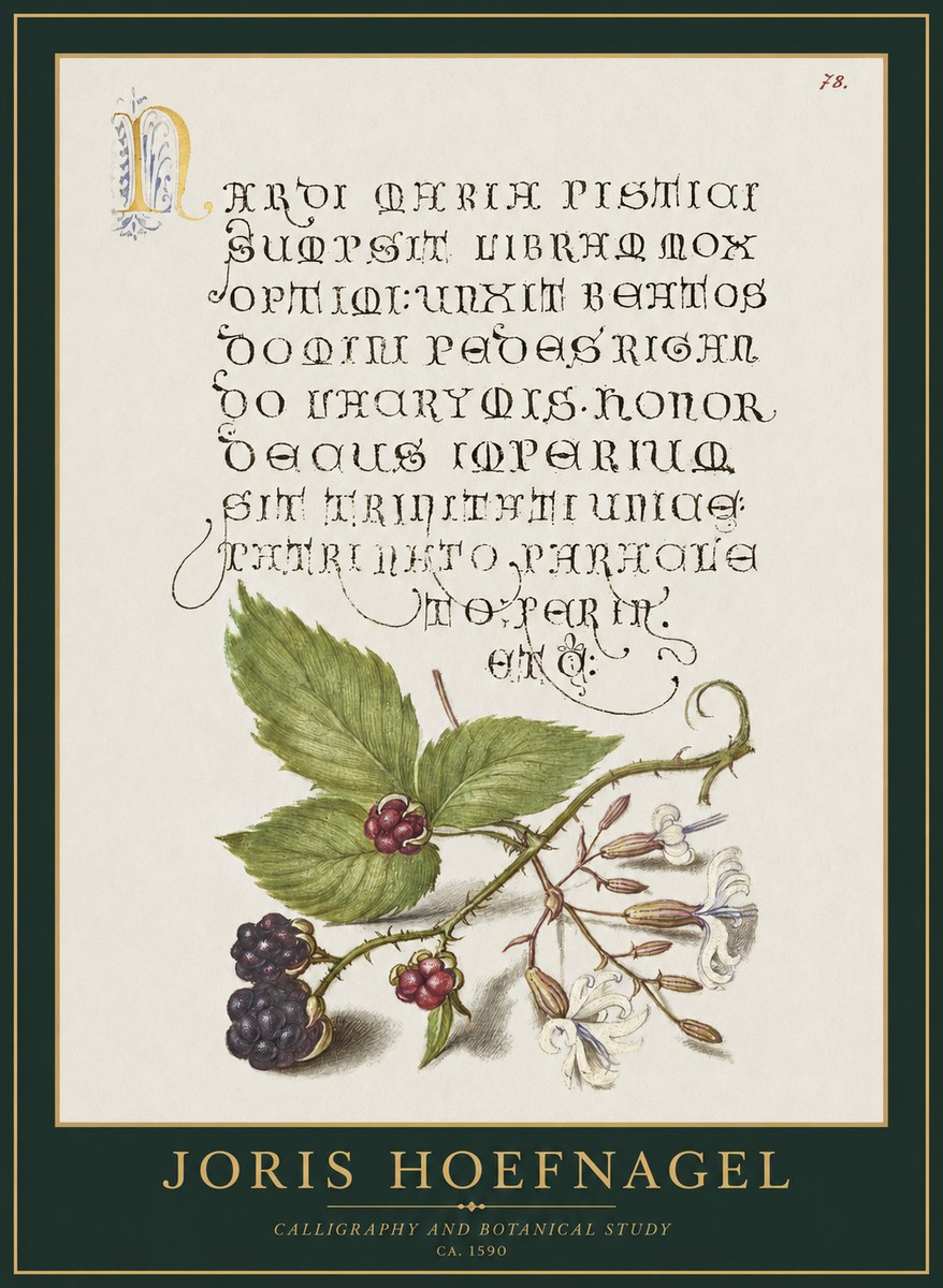 Joris Hoefnagel Calligraphy and Botanical Study II No1 - Juliste
