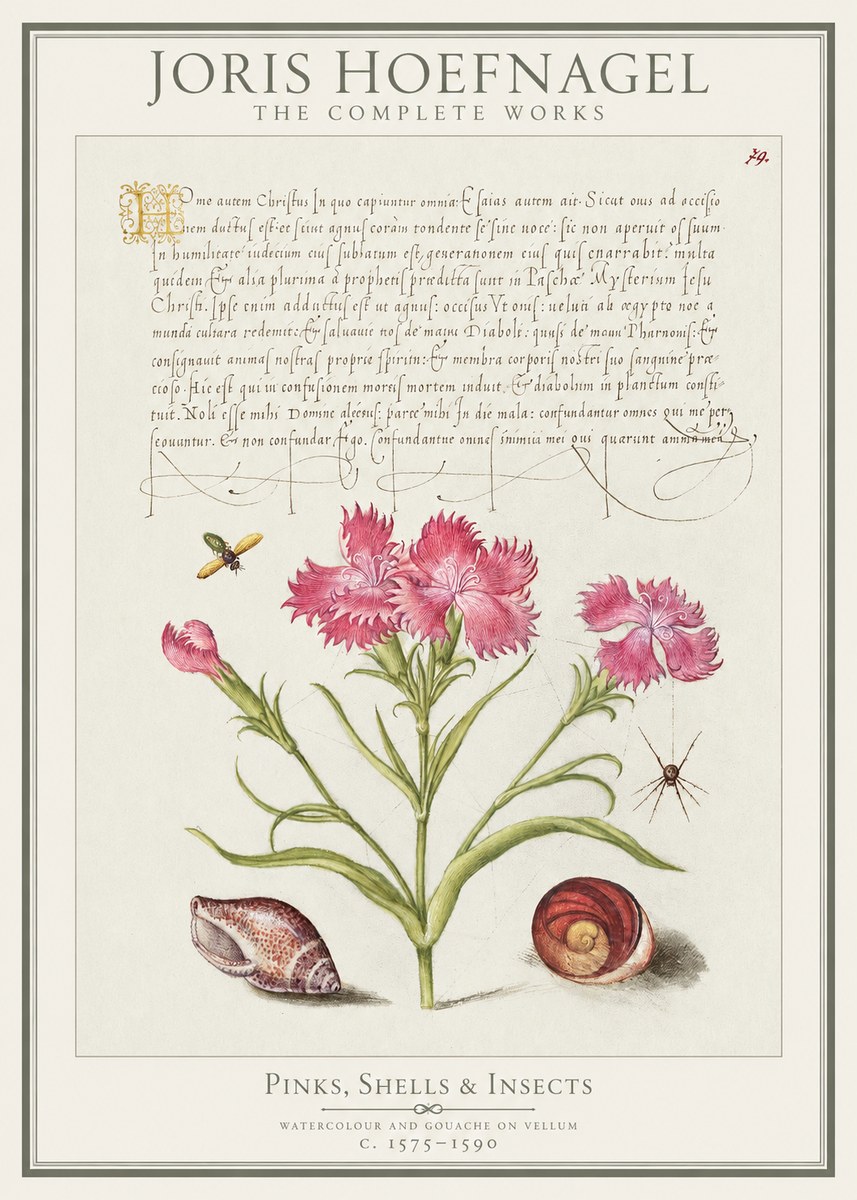 Joris Hoefnagel Pinks, Shells & Insects No1 - Juliste