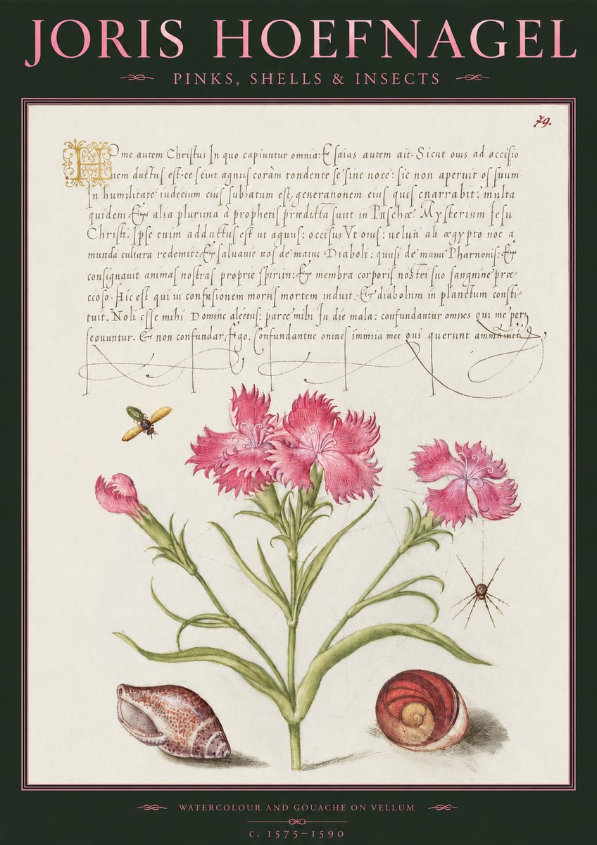 Joris Hoefnagel Pinks, Shells & Insects No2 - Juliste