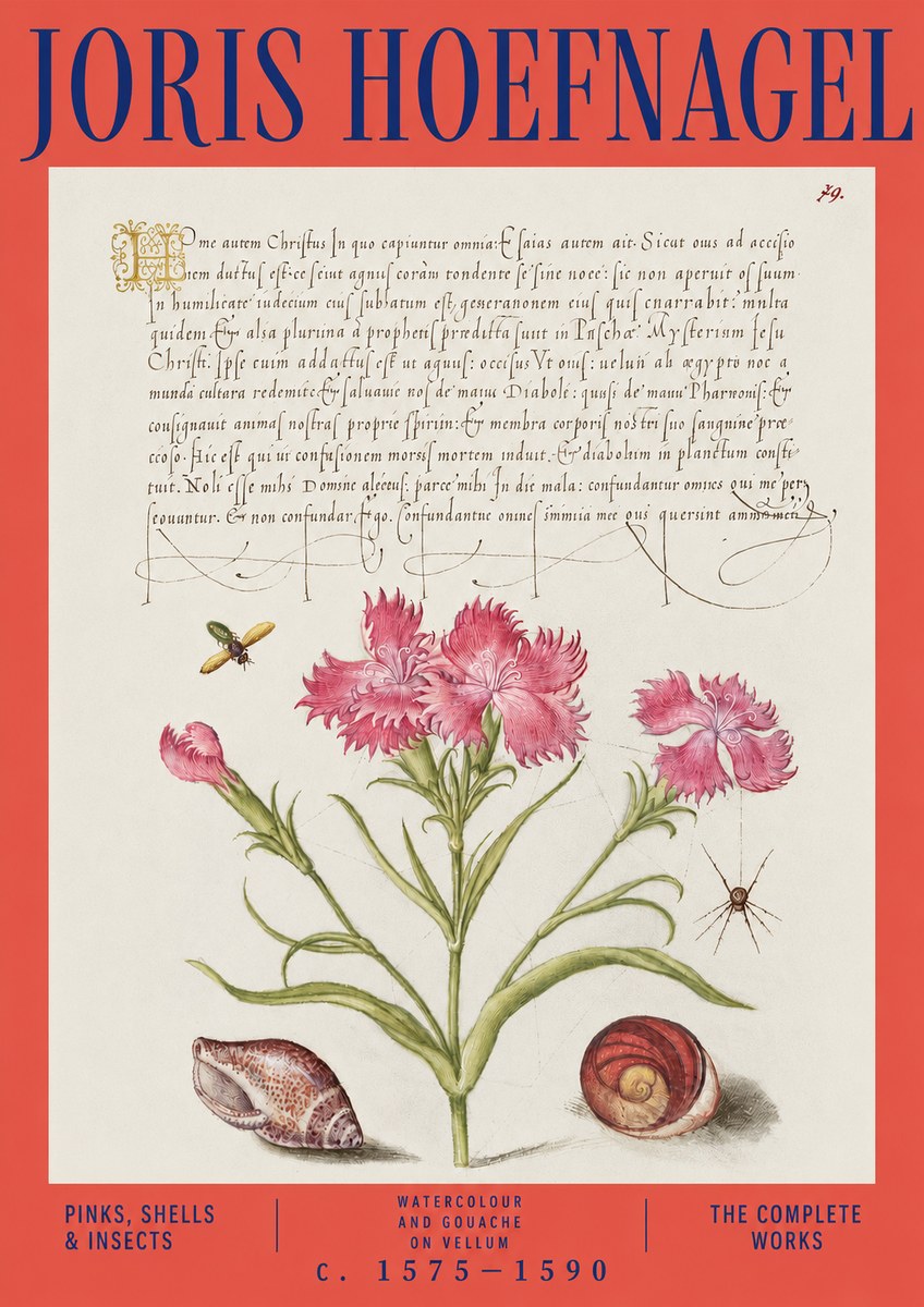 Joris Hoefnagel Pinks, Shells & Insects No3 - Juliste