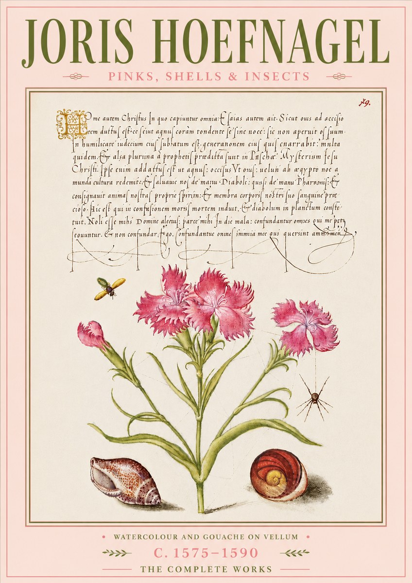 Joris Hoefnagel Pinks, Shells & Insects No6 - Juliste