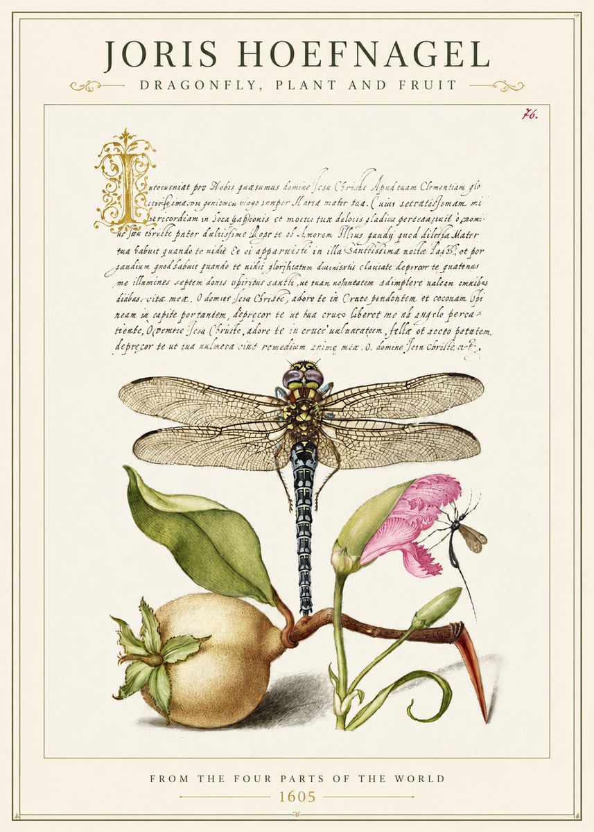 Joris Hoefnagel Dragonfly, Plant and Fruit No1 - Juliste