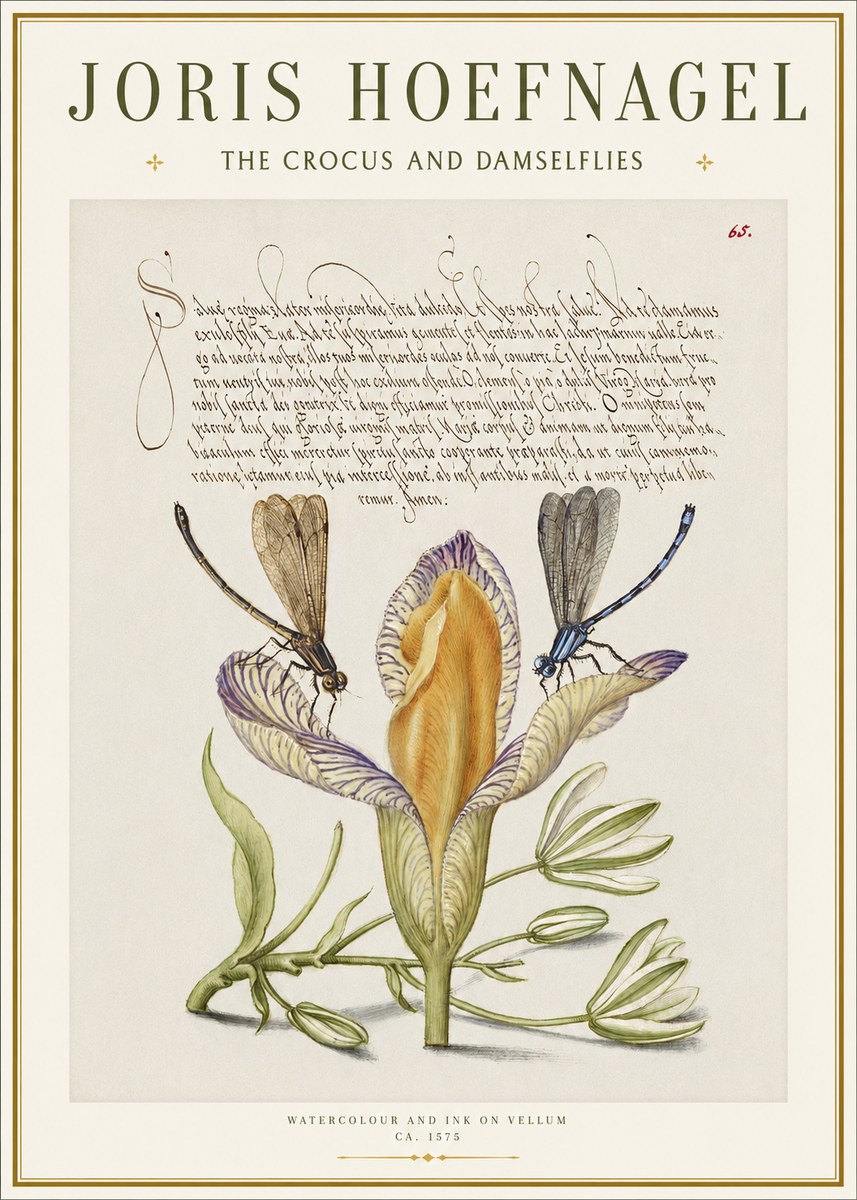 Joris Hoefnagel The Crocus and Damselflies No1 - Juliste