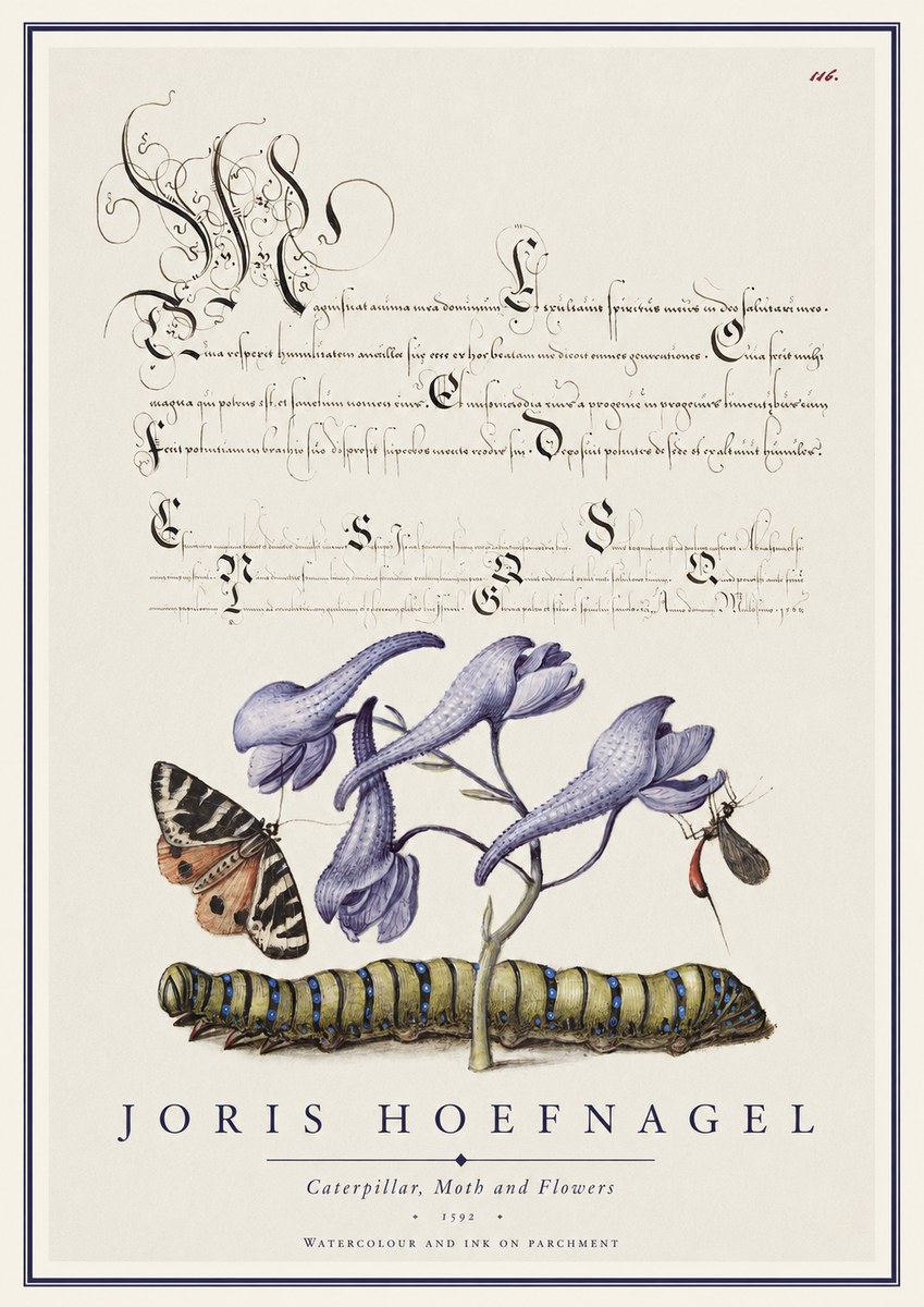 Joris Hoefnagel Caterpillar, Moth and Flowers No1 - Juliste