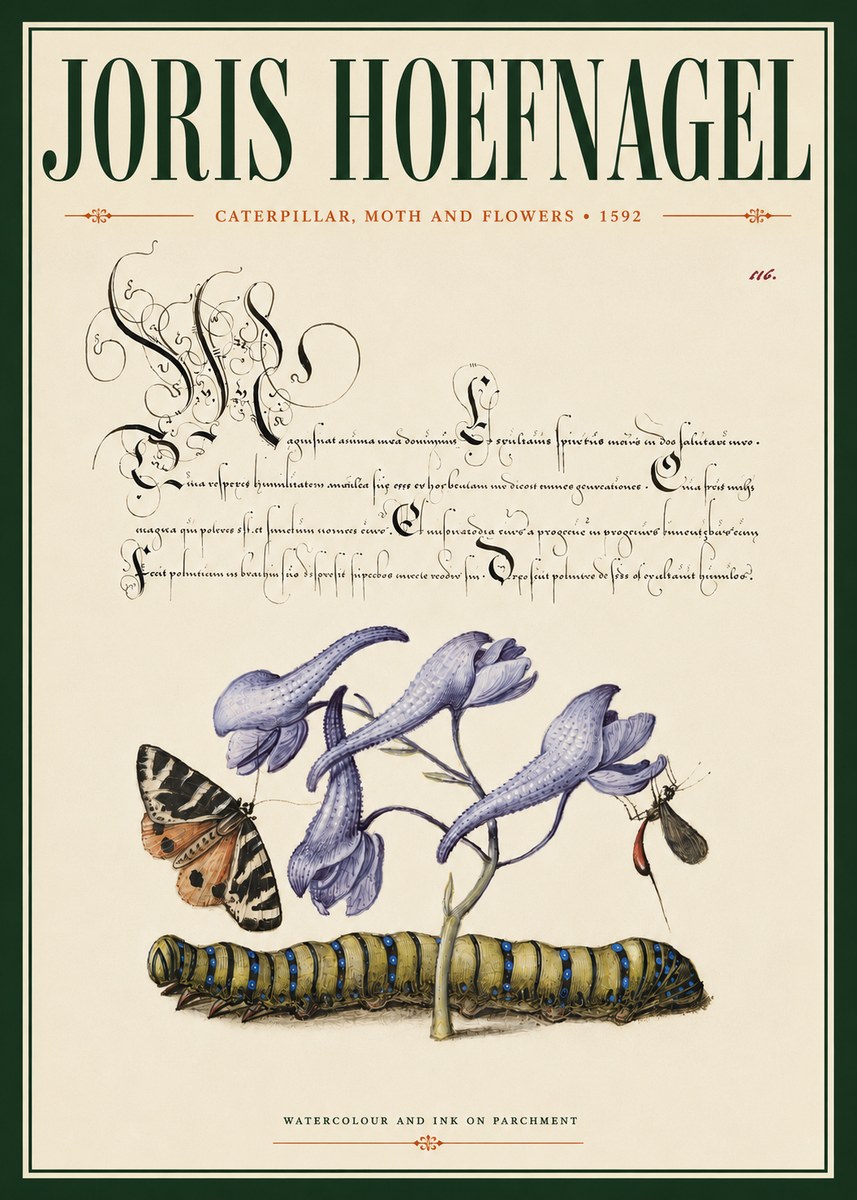 Joris Hoefnagel Caterpillar, Moth and Flowers No4 - Juliste