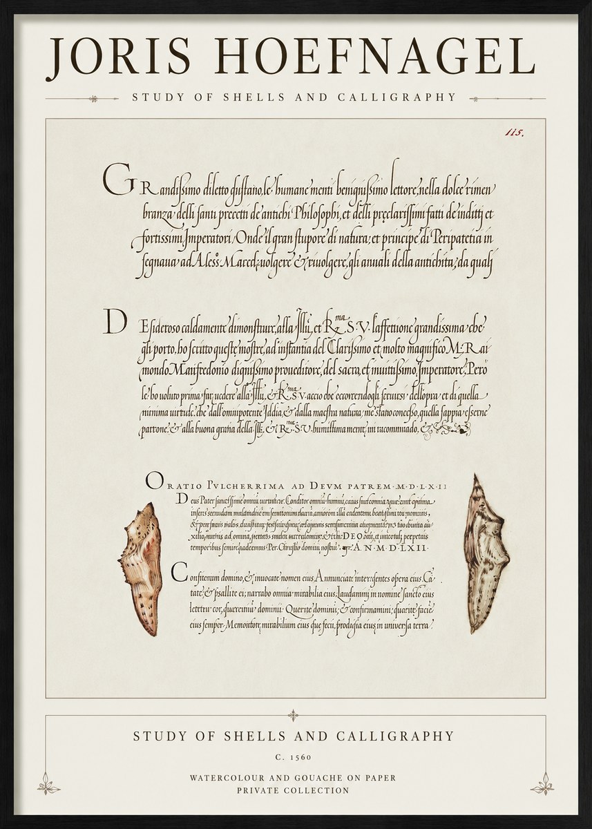 Joris Hoefnagel Study of Shells and Calligraphy No1 - Juliste