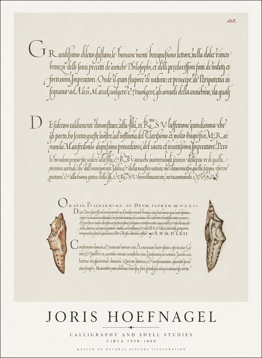 Joris Hoefnagel Study of Shells and Calligraphy No2 - Juliste