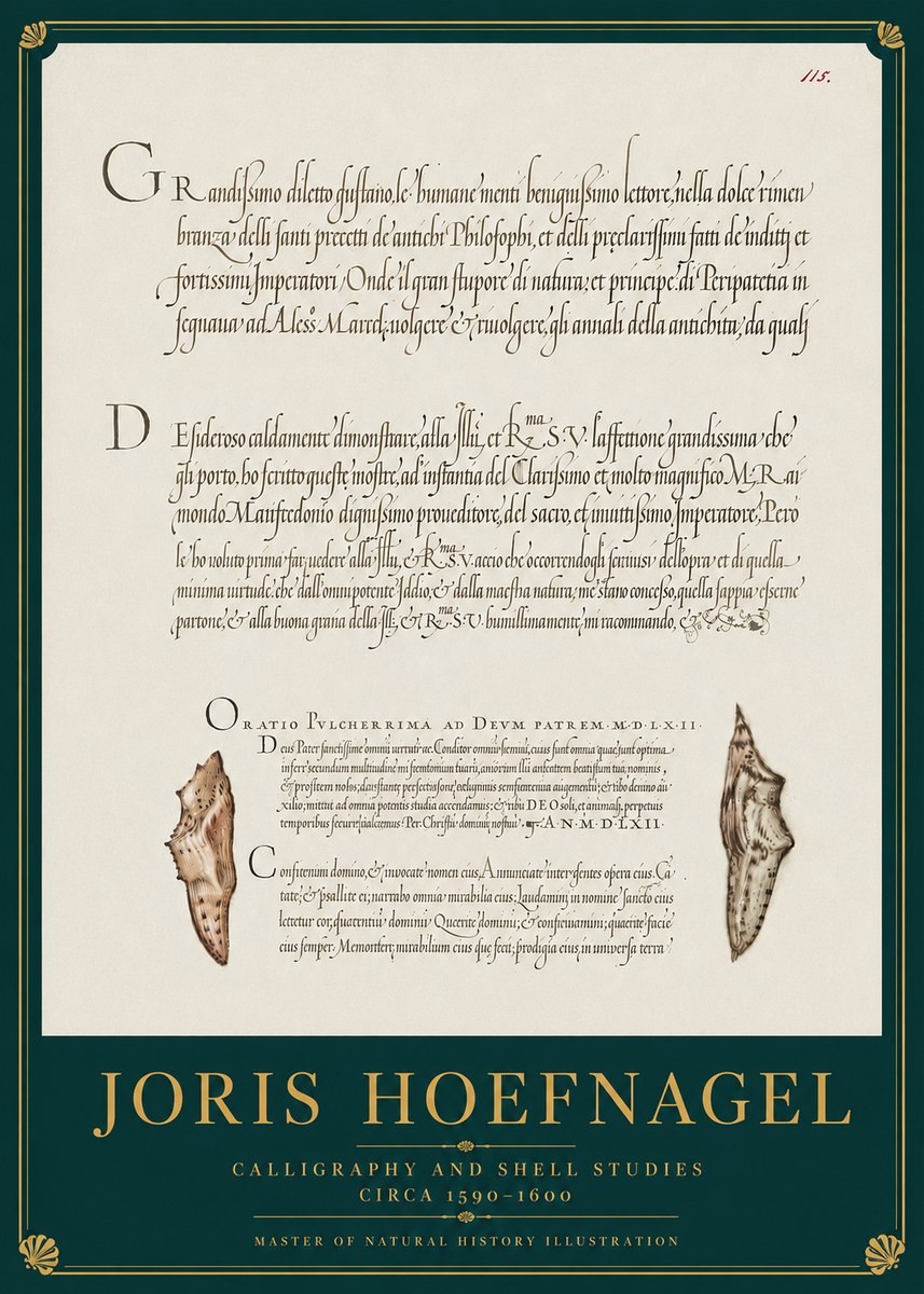 Joris Hoefnagel Study of Shells and Calligraphy No4 - Juliste