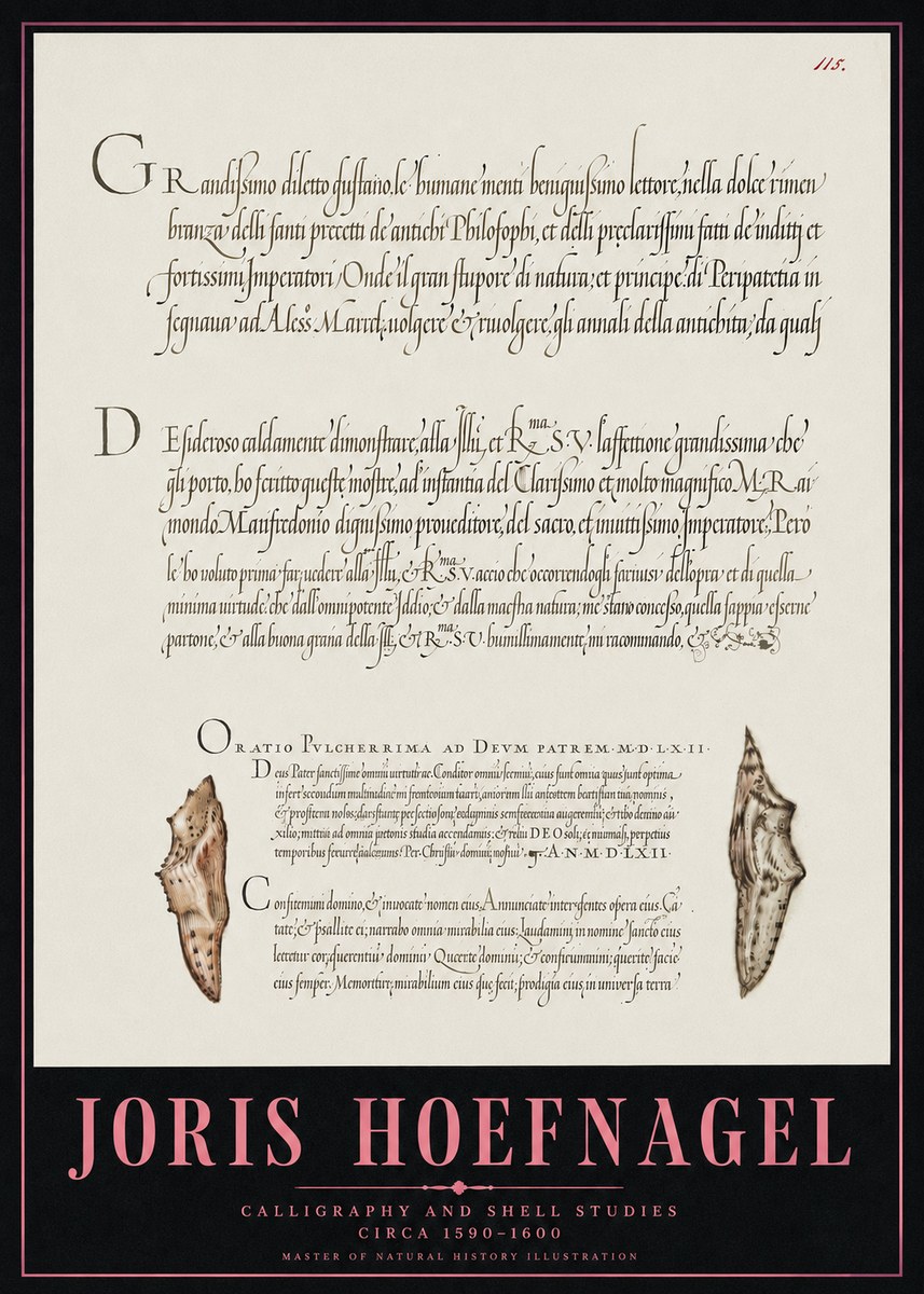 Joris Hoefnagel Study of Shells and Calligraphy No5 - Juliste