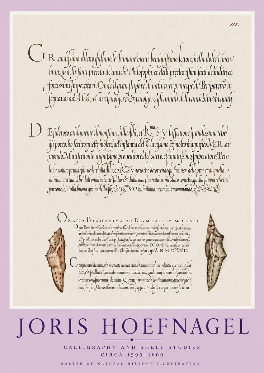 Joris Hoefnagel Study of Shells and Calligraphy No6 - Juliste