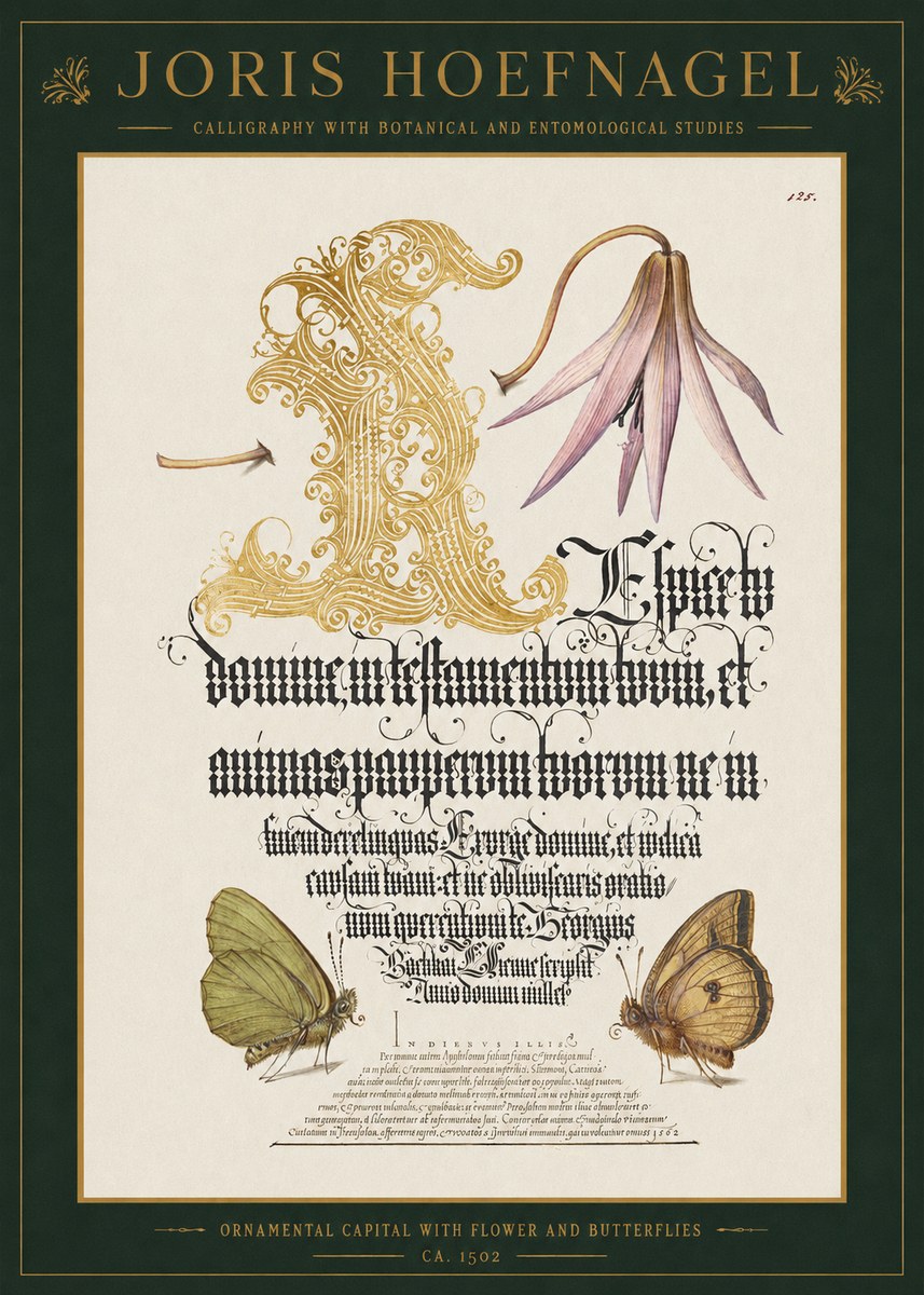 Joris Hoefnagel Ornamental Capital with Flower and Butterflies No1 - Juliste