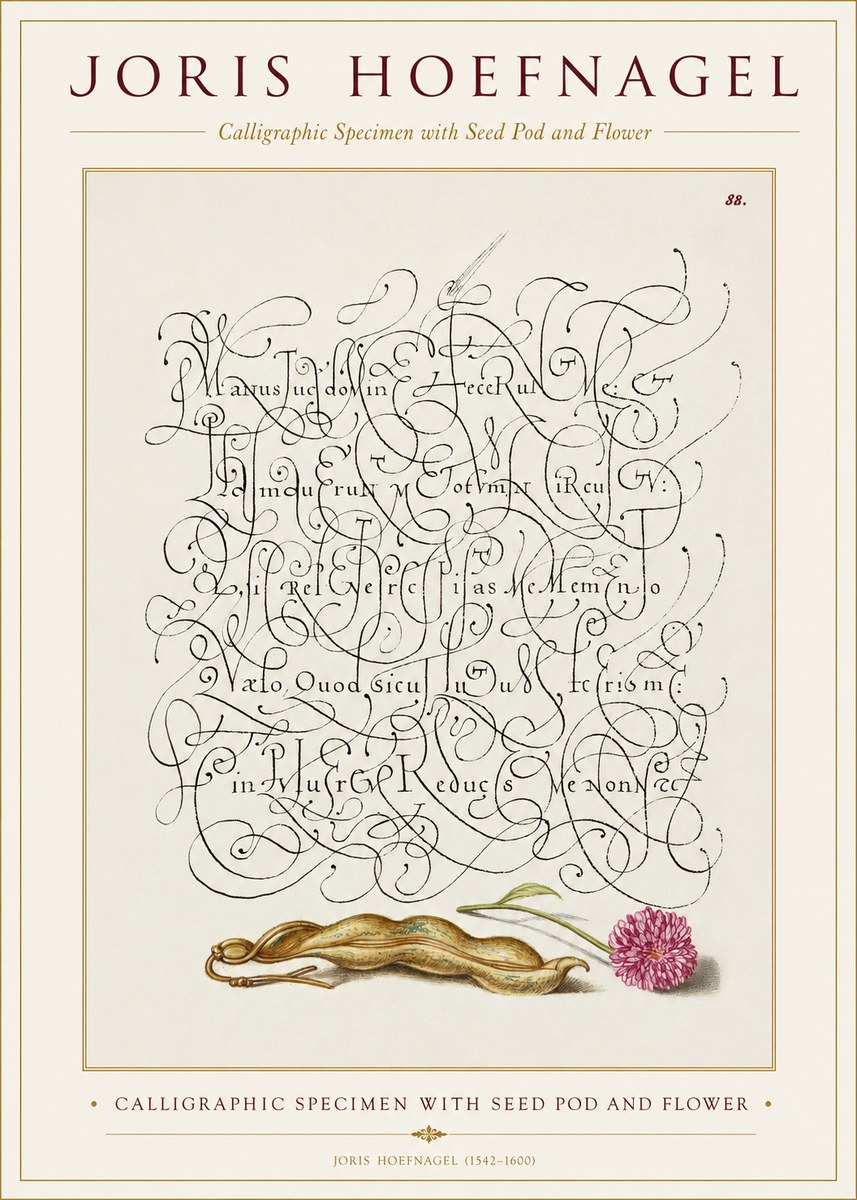 Joris Hoefnagel Calligraphic Specimen with Seed Pod and Flower No1 - Juliste