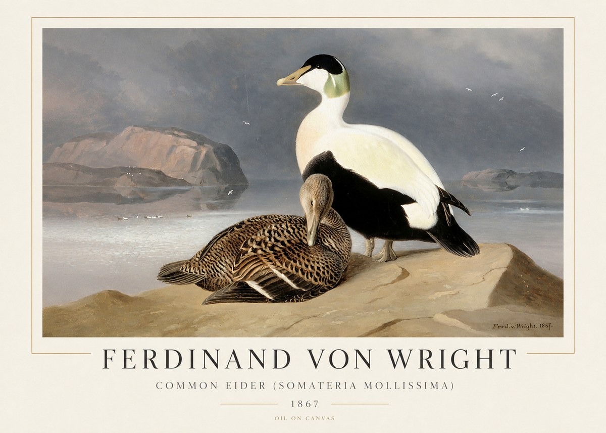 Ferdinand von Wright Common Eider (Somateria Mollissima) No1 - Juliste