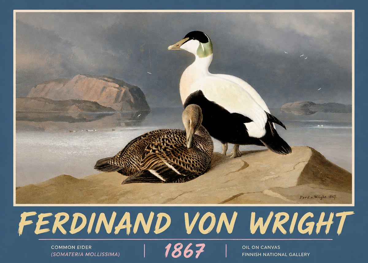 Ferdinand von Wright Common Eider (Somateria Mollissima) No5 - Juliste