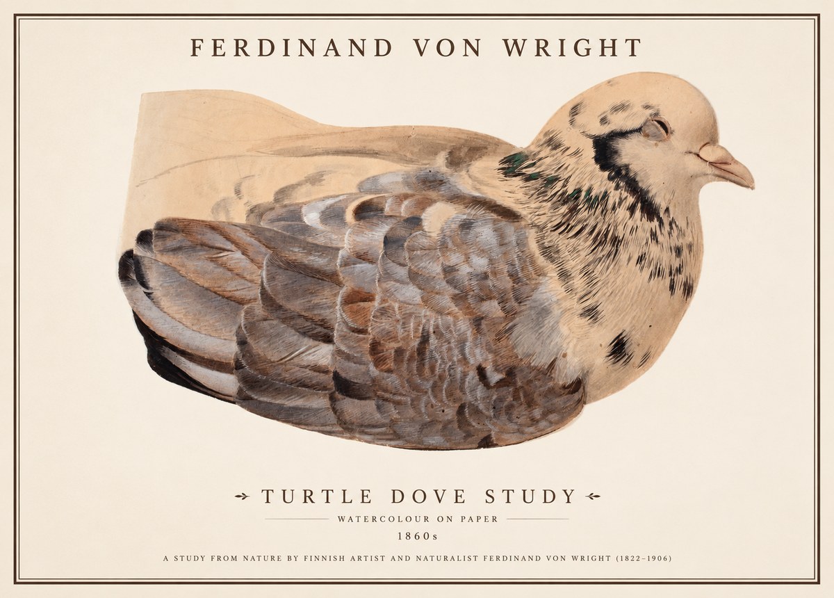 Ferdinand von Wright Turtle Dove Study No1 - Juliste