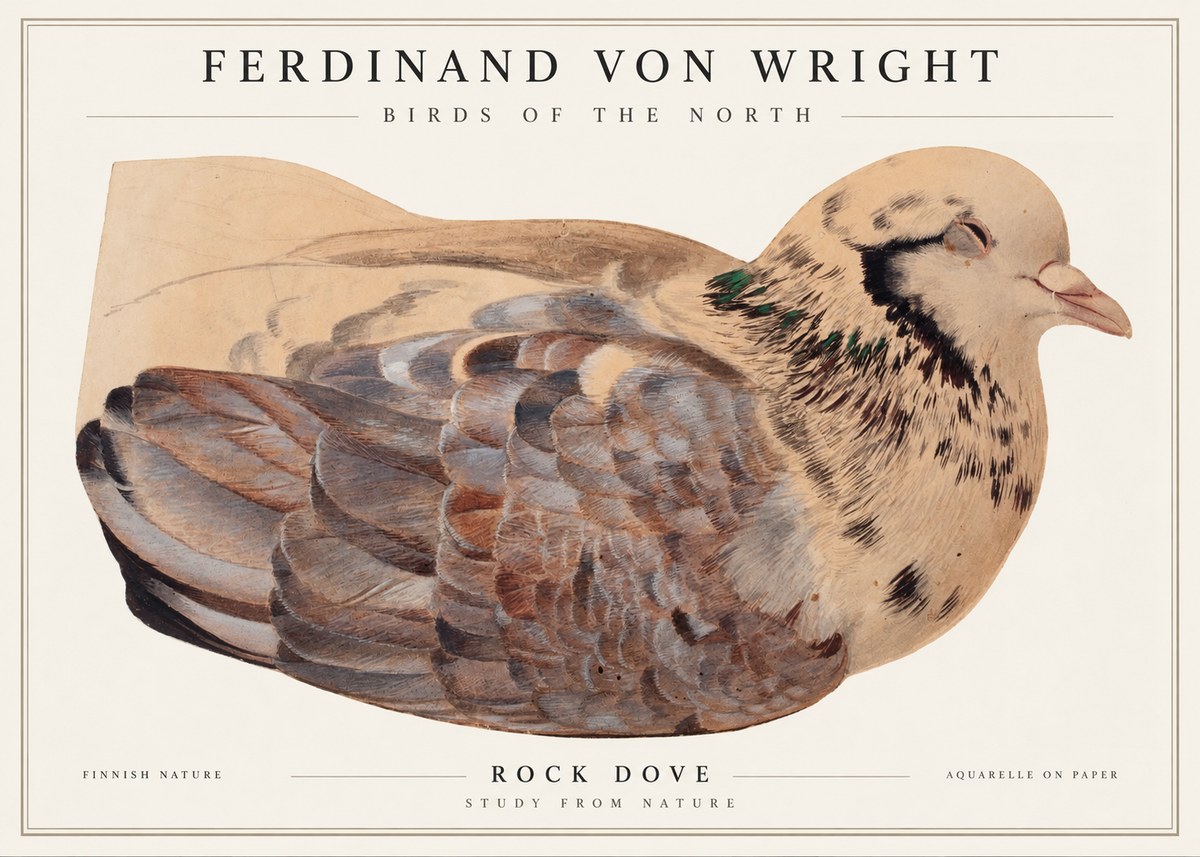 Ferdinand von Wright Turtle Dove Study No2 - Juliste