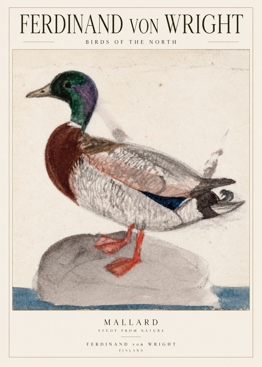 Ferdinand von Wright Mallard No2 - Juliste