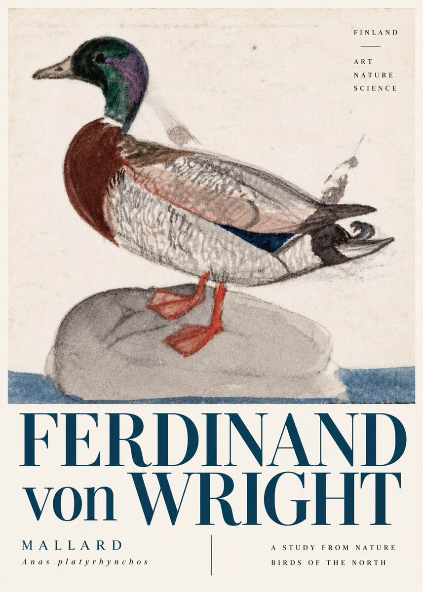 Ferdinand von Wright Mallard No6 - Juliste
