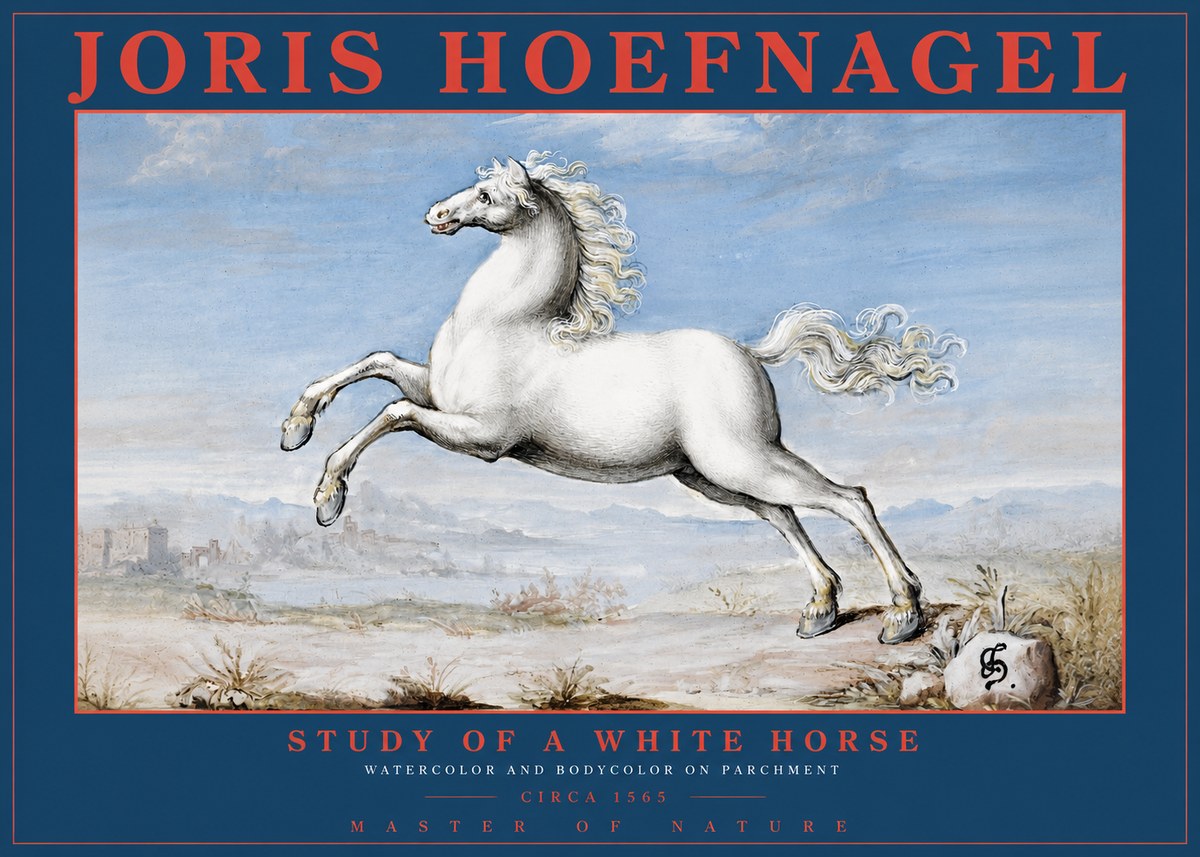 Joris Hoefnagel Study of a White Horse No2 - Juliste