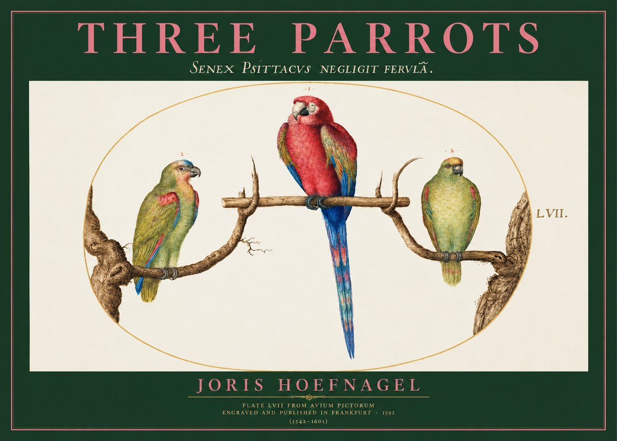 Joris Hoefnagel Three Parrots No2 - Juliste