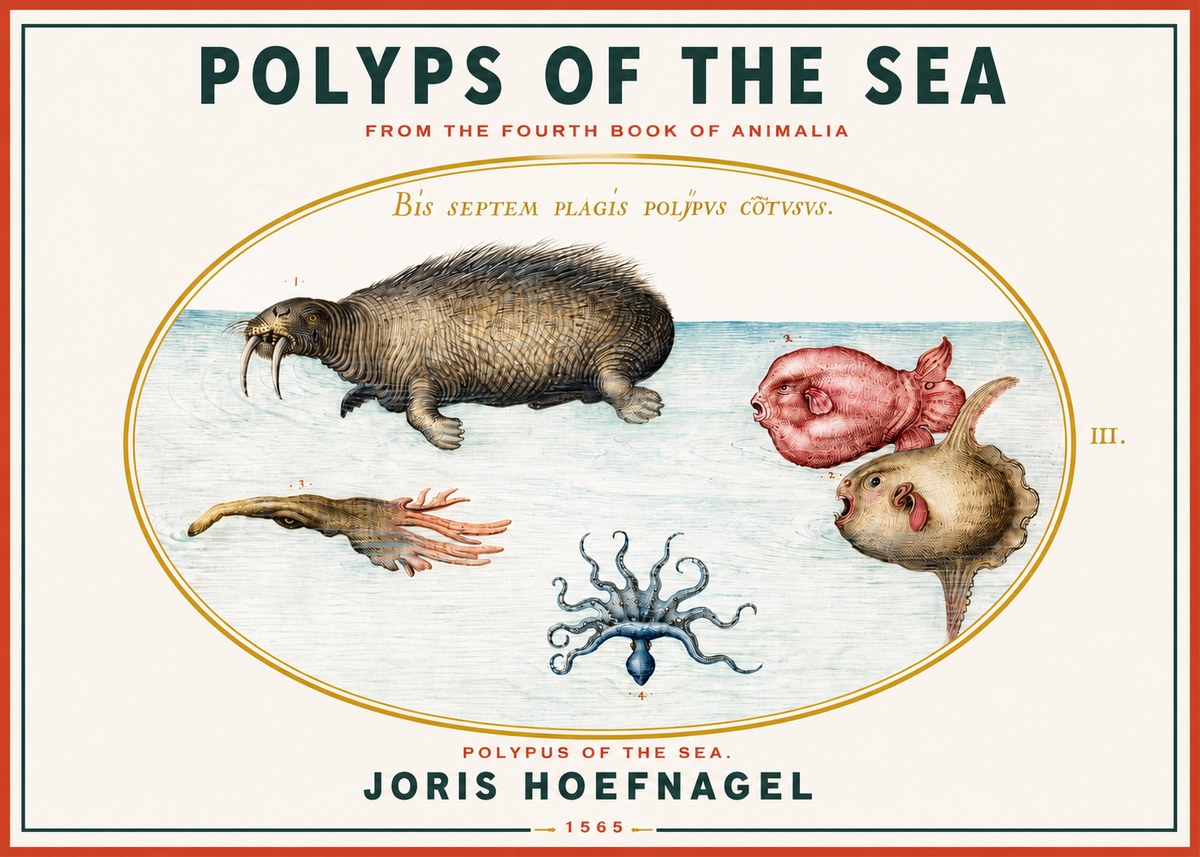Joris Hoefnagel Polyps of the Sea No3 - Juliste