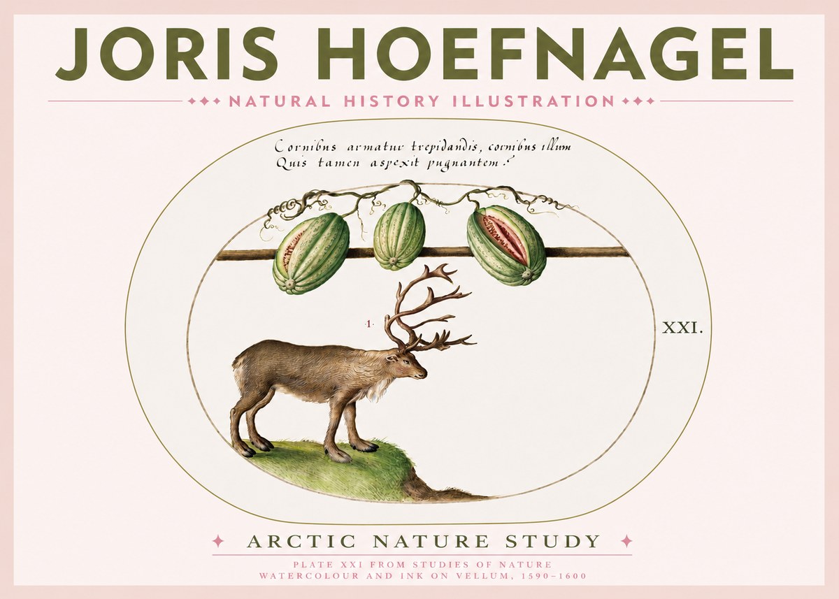 Joris Hoefnagel Arctic Nature Study No3 - Juliste