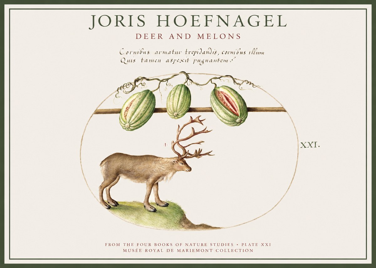 Joris Hoefnagel Arctic Nature Study No4 - Juliste