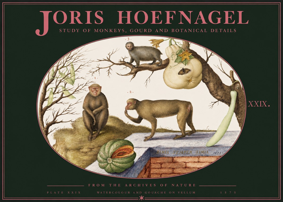 Joris Hoefnagel But Always a Monkey, Always a Monkey. Plate Xxix No3 - Juliste