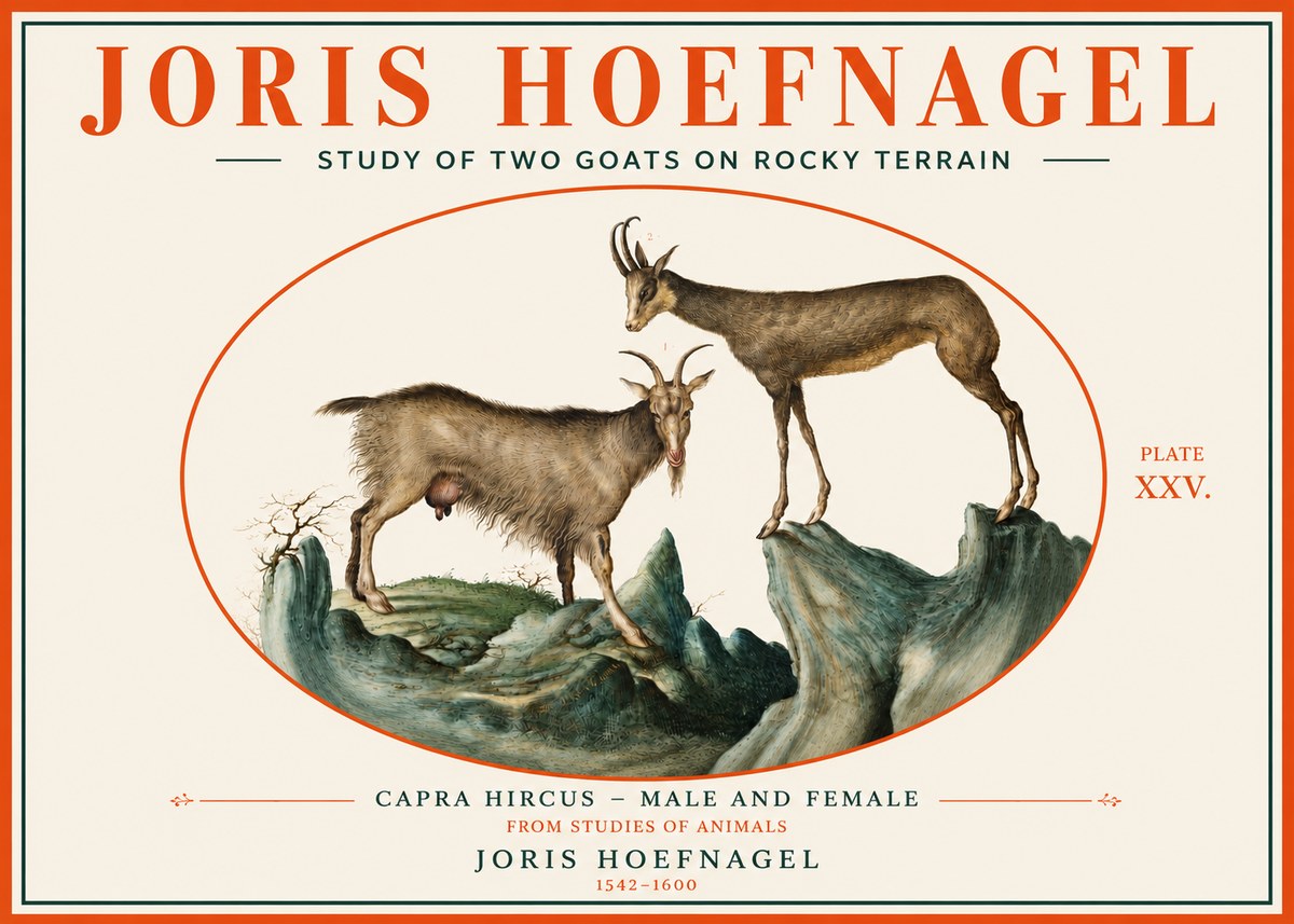 Joris Hoefnagel Study of Two Goats on Rocky Terrain No3 - Juliste