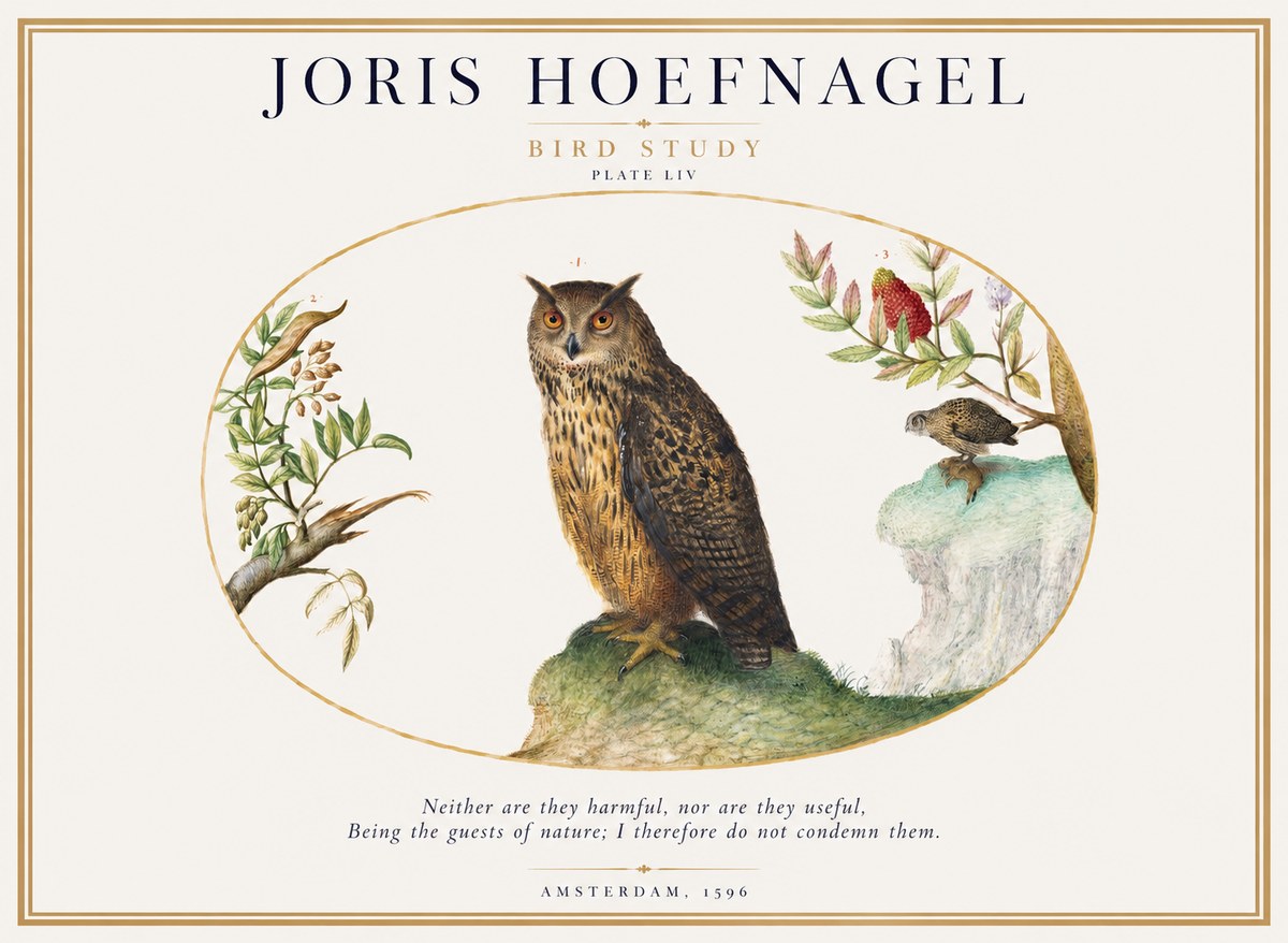 Joris Hoefnagel Bird Study Plate Liv No1 - Juliste