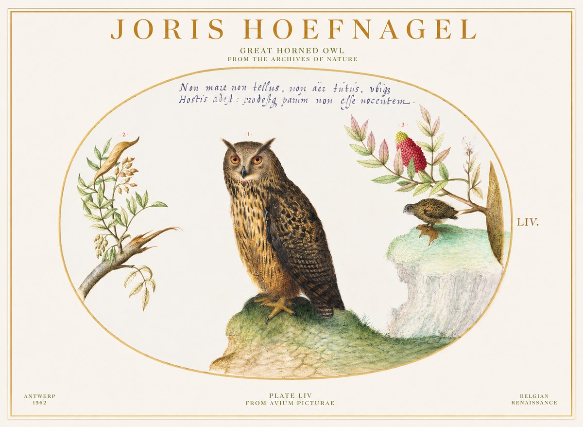 Joris Hoefnagel Bird Study Plate Liv No6 - Juliste