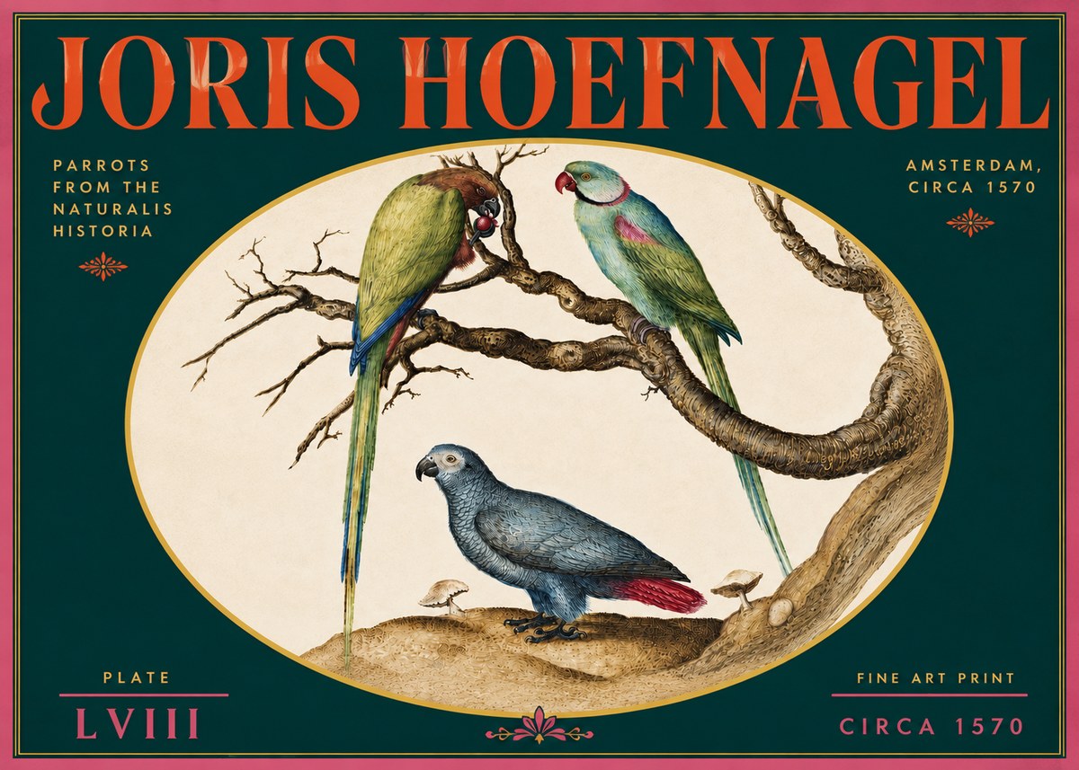 Joris Hoefnagel Parrots from the Naturalis Historia No5 - Juliste